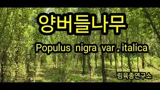 양버들나무 (Populus  nigra  var  italica. )묘목
