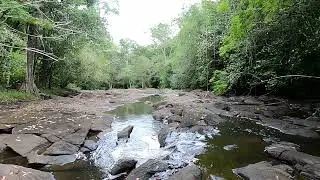 Jungle Creek Scenery: Where the vibrant wildlife of the rainforest meet.