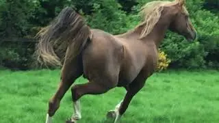 Dhay - Crabbet Arabian stallon