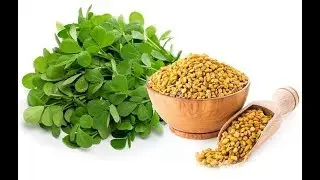 35-Fenugreek/Methy | Growing & Benefits | Complete Information