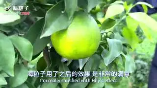 Grotto Soil Citrus' Best Mate: Hily Seaweed Fertilizer &ndash; Greener Leaves, More Fruits!