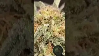 Low stress training your marijuana plants. How to do LST.