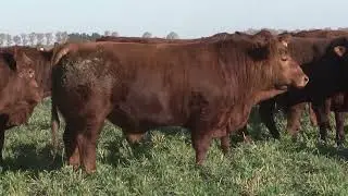 Procampo 985 Bloque 01. Raza Limangus en Argentina. Monitoreo de Cultivos con Daniel Igarzabal