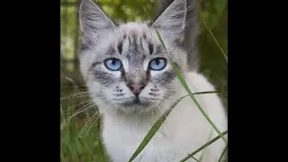 Охос азулес