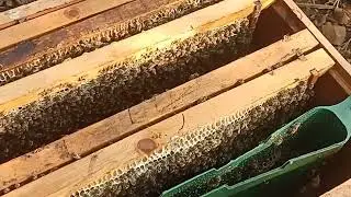 متى يتم تنزيل اطارات ممطوطه فى فصل الشتاء #نحل #عسل #bee #honeybeesting #honeybeesting 