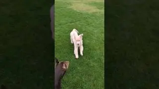 Golden retriever puppy chasing doberman #dog #doberman #puppy