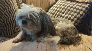 Phoebe's Story #shihtzu #cutedog #havanese #rescuedog