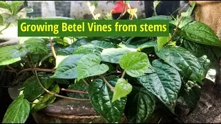 🌱  Betel Vine propagation|Vertillai | Easy Planting, Growing & Caring Tips | #betelvine 