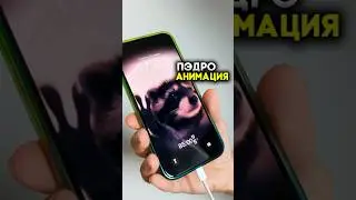 🦝ЕНОТ ПЕДРО НА ЗАРЯДКЕ АЙФОН