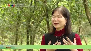 Giữ rừng - Giữ thuốc: Dược liệu sinh trưởng dưới tán rừng | Thời báo VTV
