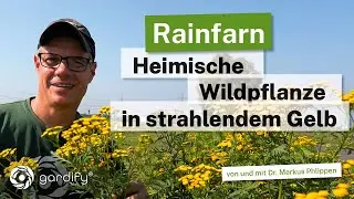 Rainfarn: Heimische Wildpflanze mit goldgelben Bl&uuml;ten und w&uuml;rzigem Duft!
