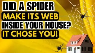 Spiritual meaning of a spider web in your house