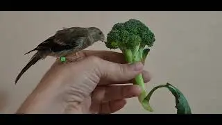 Dody eating broccoli the best hand fed hybrid bird raised up by me #birds #animals #goldfinch #pets 