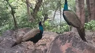You must have never seen such a peacock scene,.🦚🦚#viral #youtube #nature #trending #popular #vlog 