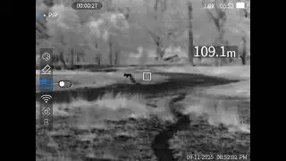Dog Or Fox