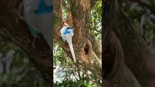Burung parkit buat sarang