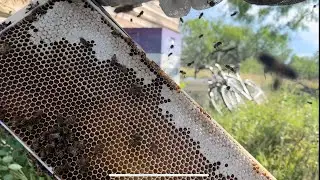 West Texas Aggressive Bees. More Honey