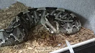 Episode #1029 The Surprised Rhino Viper and a few guests. Long video!  Happy Thanksgiving!