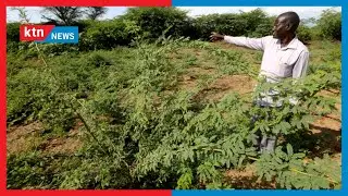 KEFRI advises Kenyan farmers to use quality tree seeds to produce quality yields
