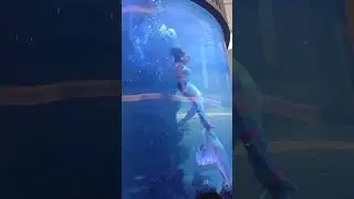 Mermaid Struggles For Air as Tail Catches in Aquarium
