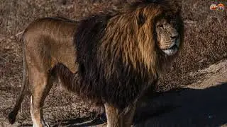 Lions [8K], Lions Facts, Lions in the Wilderness, Lions Hunt