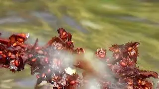 Природа.Ручей.......расслабся.... Nature.Flow.Video for rest .Enjoy