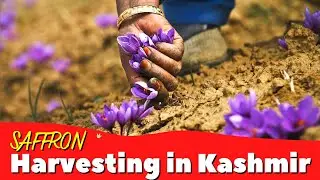 Saffron harvesting in Kashmir