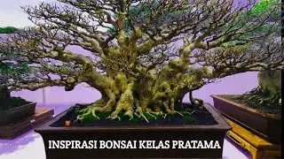 INSPIRASI BONSAI UNTUK PEMULA (KELAS PRATAMA)