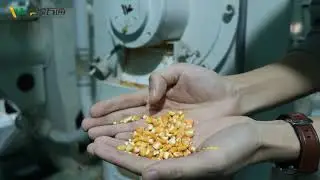 100TPD Fully automatic maize processing plant.