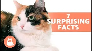 7 FACTS About FEMALE CATS 🐱♀️ What You Need to Know
