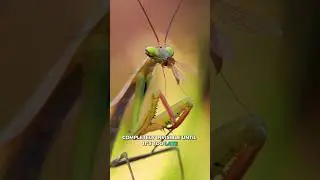 Богомол &mdash; безжалостное насекомое #шорты