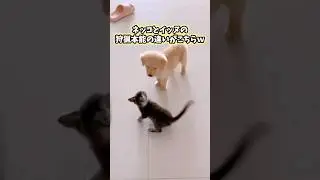 ネッコとイッヌの可愛すぎてニヤける動画まとめwww #猫 #犬 #猫動画 #いぬ #可愛い #かわいい #癒し #ペット #動物 #2ch #shorts