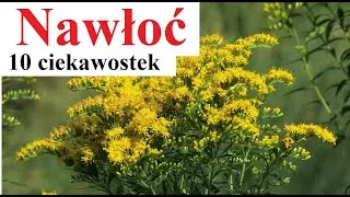 Goldenrod - 10 interesting facts