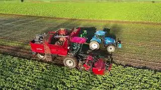 Lifting Fodder Beet in Shropshire!