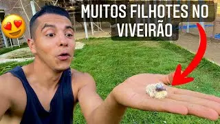 Femea de Grou coroado virou minha amiga  | Muito filhotes no viveirao | Aves Recriar