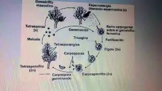 Ciclo de vida tipico de una alga roja