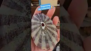 Shell Collection! Home with a broken foot so it's time to get organized!