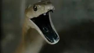 The Mighty Black Mamba | Legends of Venom | Snakes | Black Mamba | National Geographic Hindi | Snake