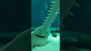 Largetooth sawfish
