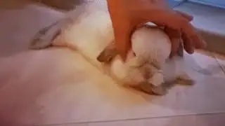 BUNNY SPA - BON BON&rsquo;S DAILY DOSE OF MASSAGE