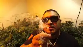 HIGH ROLLAZ - 