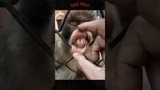 Try Not To Laugh Monkey Shorts 😁🐒 Best Of The 2025 Funny Animal Videos
