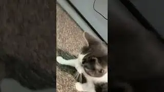 Thicker than a snicker #pets #cute #kitten