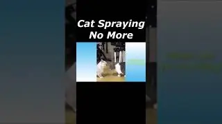 Cat Spraying No More #shorts