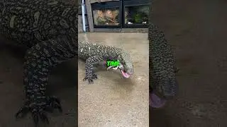 Big Lizard Feeding 😋 of Huge Crocodile Monitor and Lace Monitor Lizard with Zookeeper Mike Wilson!