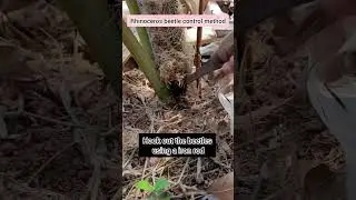 Rhinoceros beetle attack on coconut #pest #disease #beetle #bscagriculture