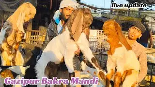Gazipur Bakra Mandi live update 19/2/2025 Delhi Mal Aaj Mandi mein sasta hai