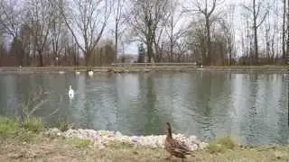 Vrijlating Watervogels