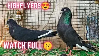 Top quality Highflyer|| Zaaq dobazz,chapdaar and Roller pigeons|| Salman pet store🕊️🐓🐔 Quality 