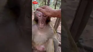 when the monkey wants to be spoiled #monkey #shortsfeed #shortvideo #short